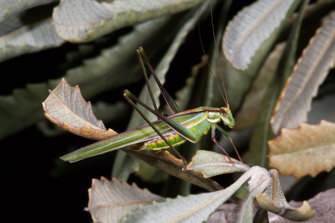 Katydid
