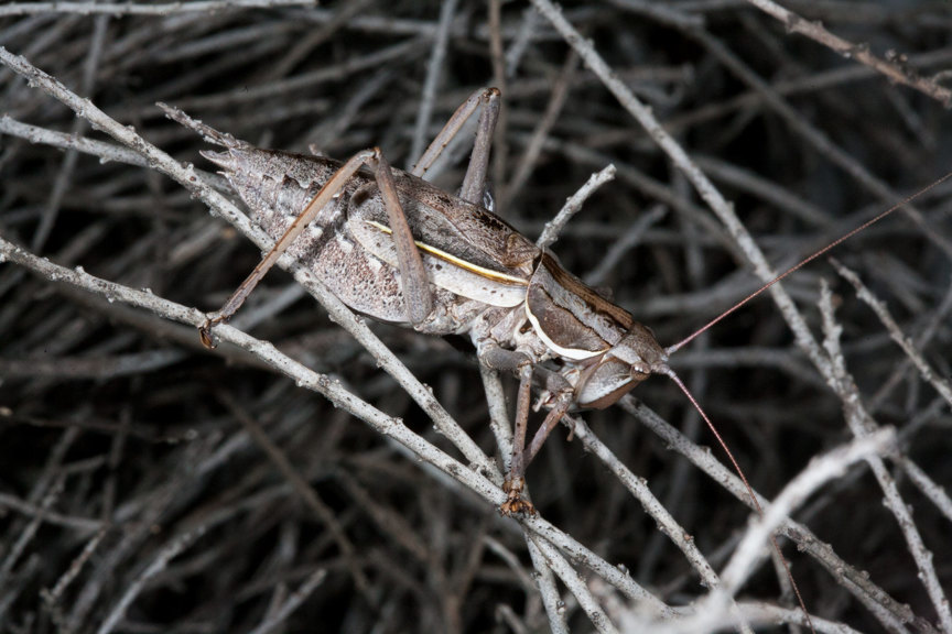 katydid