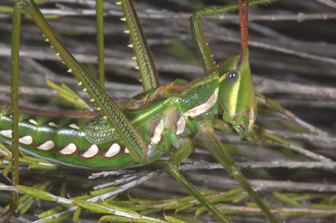 katydid