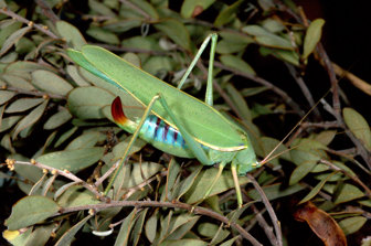 katydid