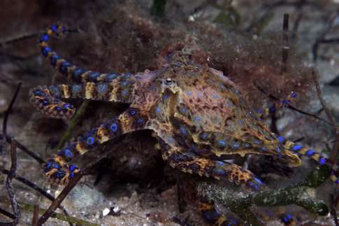 Blue-ringed Octopus
