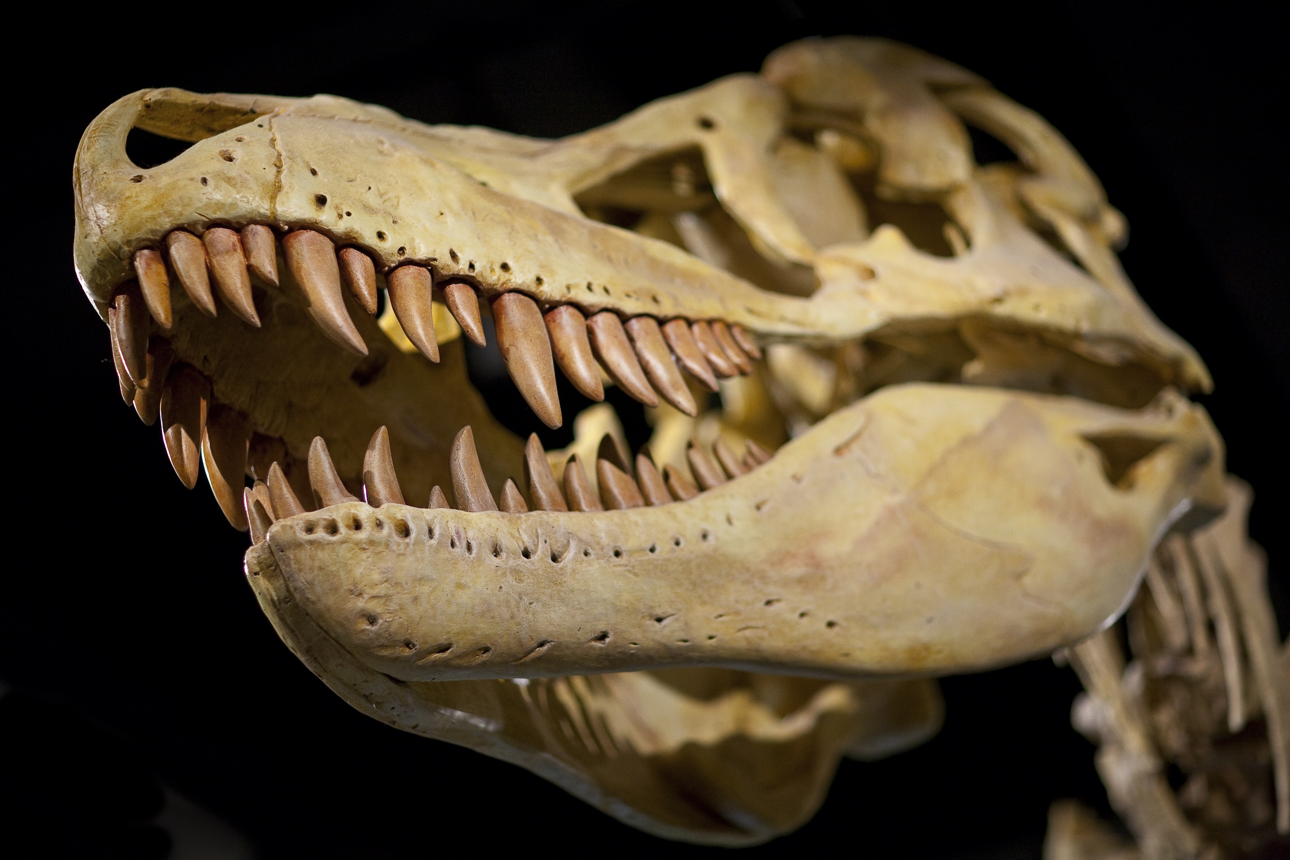 A dinosaur skeleton of a Tarbosaurus.