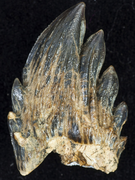 fossilised tooth