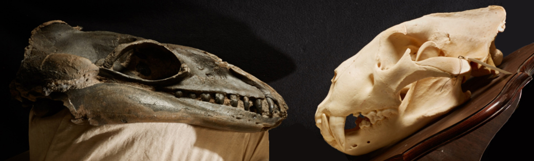 Whale and lion skulls