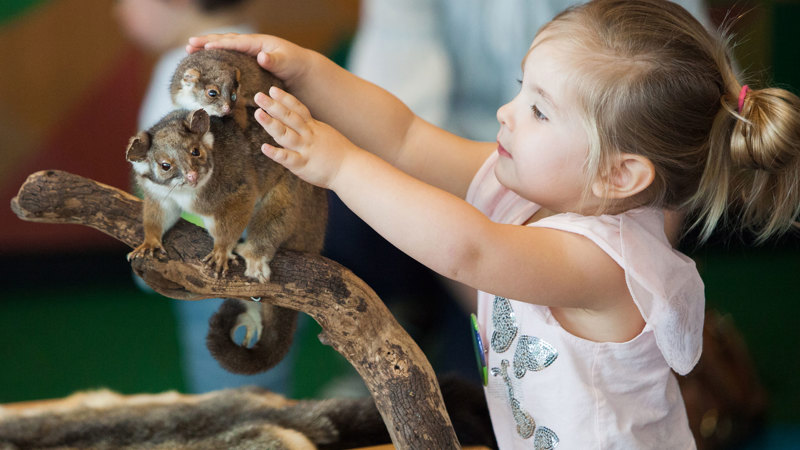 Girl patting touchable taxidermed possums