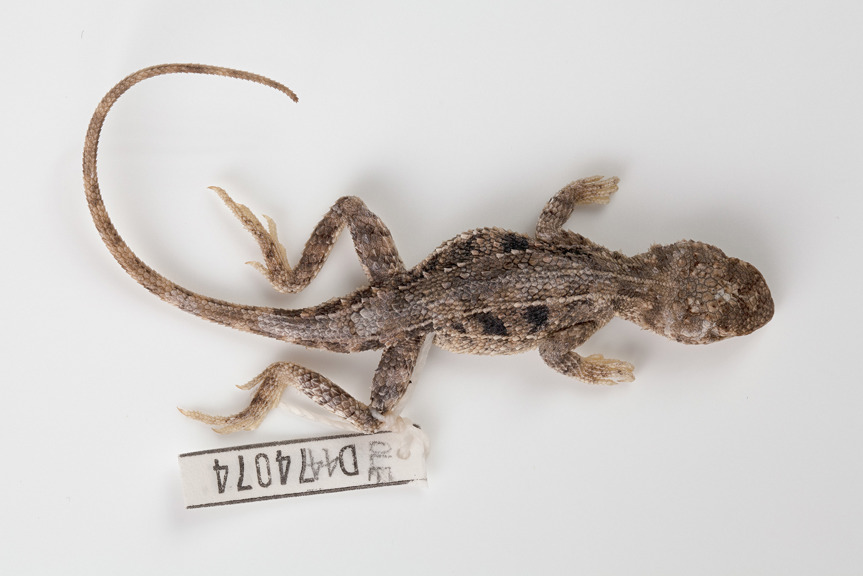 an image of a lizard on a white background