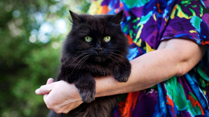 Black fluffy cat in the arms of a person