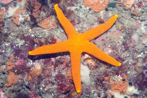 Orange seastar on a rock