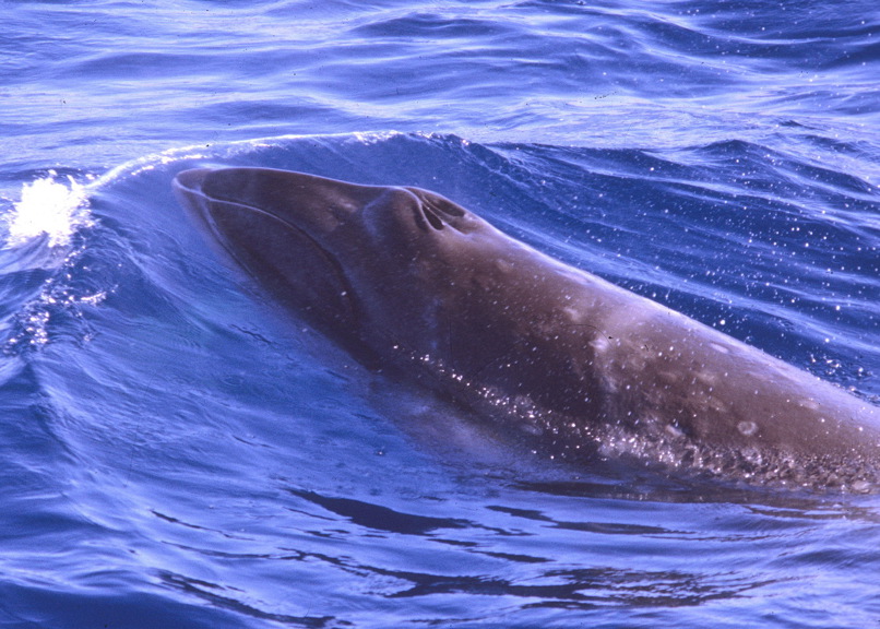 A view of a whale at the surface from above