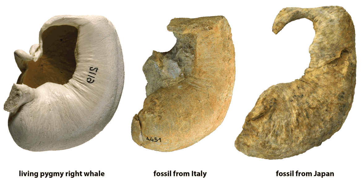Ear bones and fossils