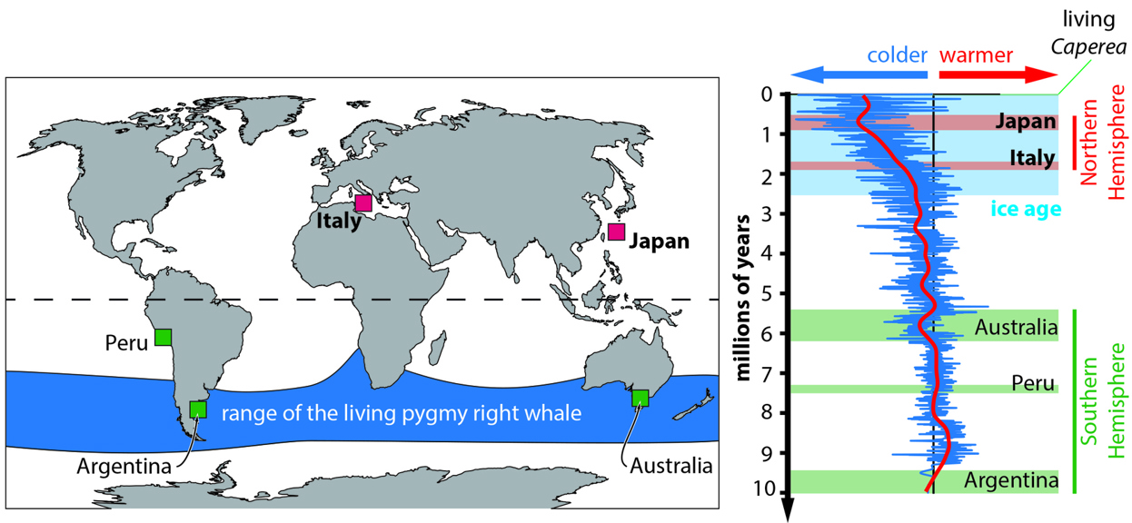 Distribution Map of fossils and living pygmy whale