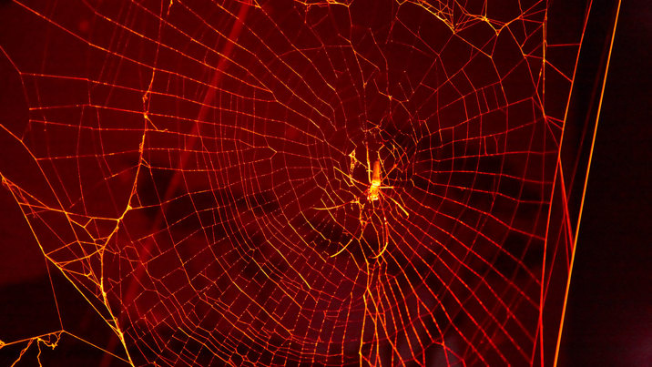 A spider on a web at night.