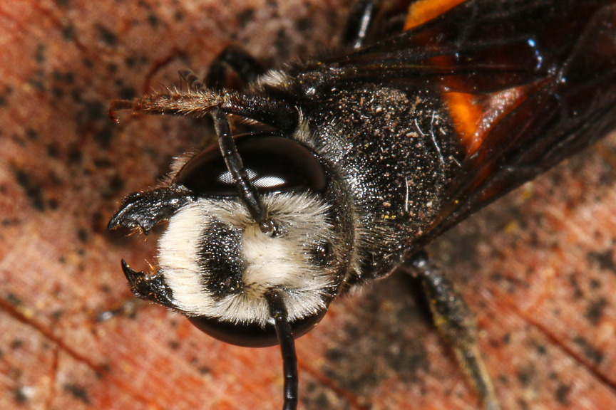 a close up image of a bee's jaws