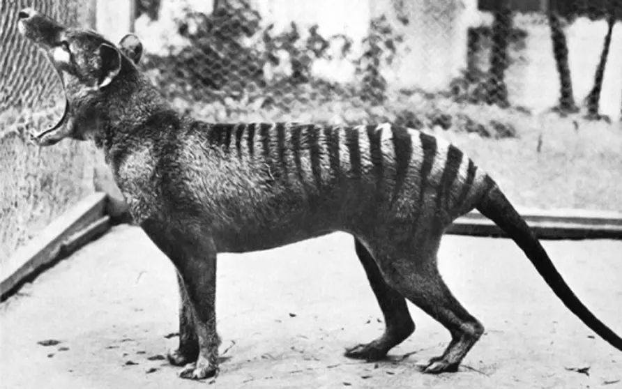A Tasmanian tiger in captivity.