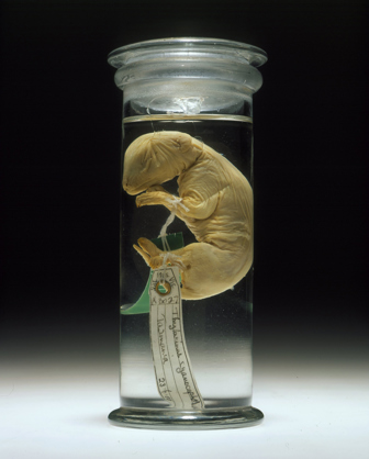 Thylacinus cyanocephalus, Thylacine, pup. Registration number C 5755.