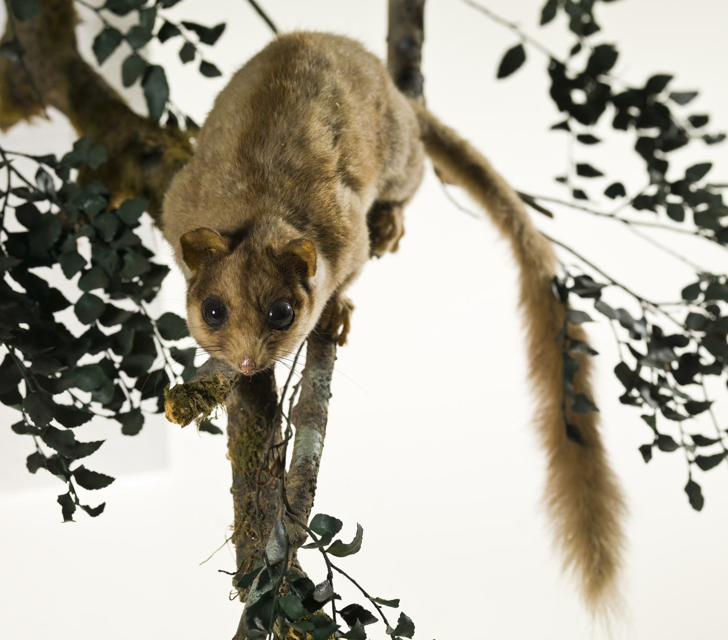 Gymnobelideus leadbeateri, Leadbeater's Possum, mount.