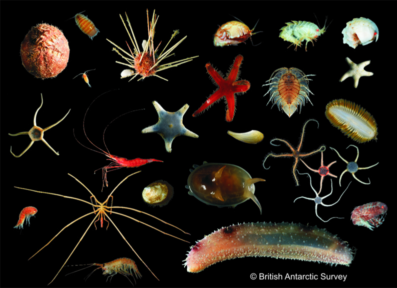 Some of the marine invertebrates found in the nearby Weddell Sea on earlier voyages. Credit: British Antarctic Survey
