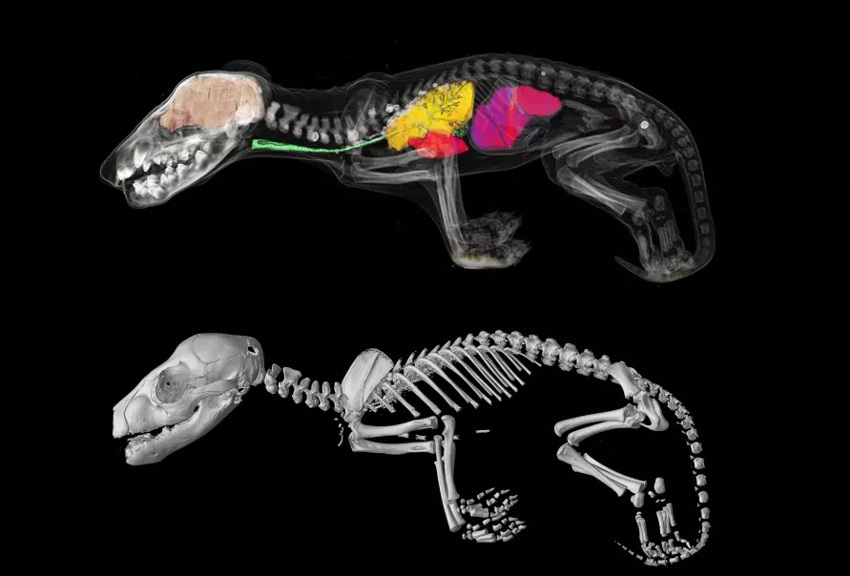 Xray image of a Tasmanian Tiger