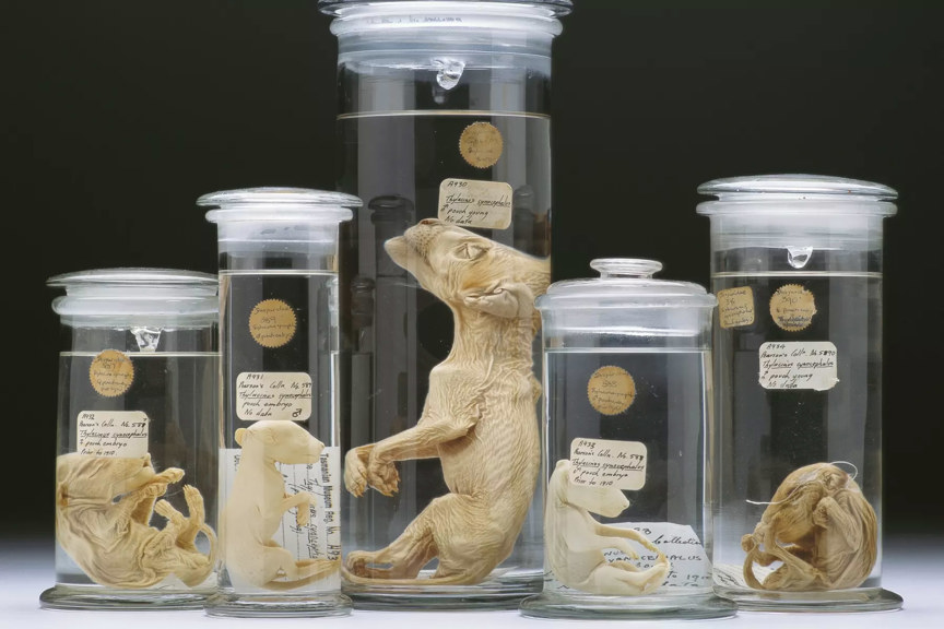 Specimens in glass jars