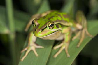 Green and Golden Bell Frog, sitting on reeds.
