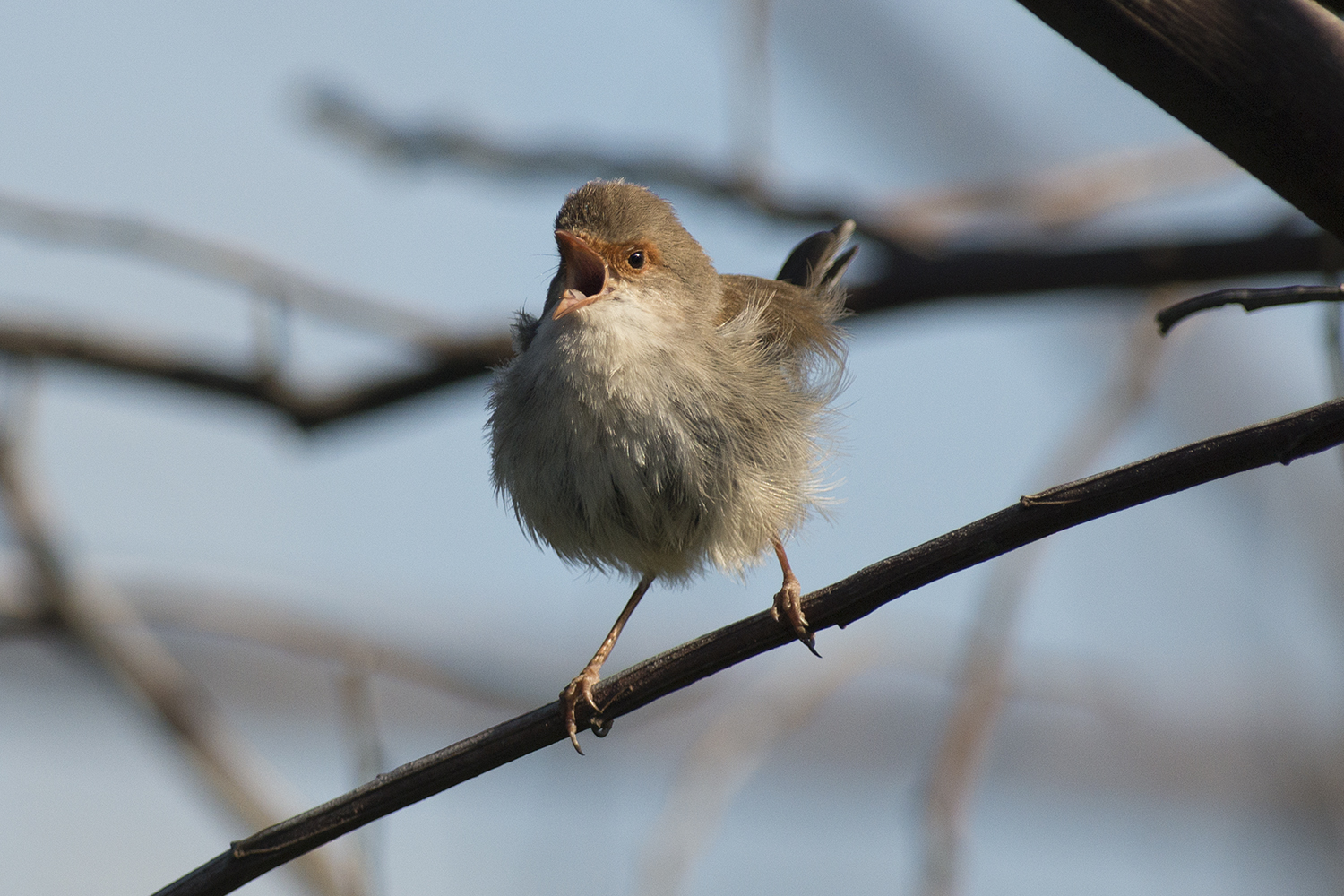 Female Superb Fairy-wren with it beak open singing.
