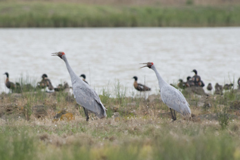 Two Brolgas singing with other birds and water in the background.