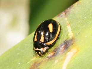 Yellow and black ladybeetle on a leaf.
