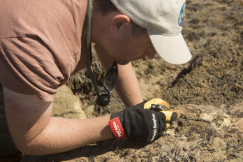 Man examining a fossil at beach.