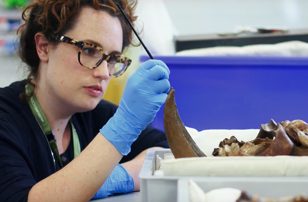 Conservation at Museums Victoria.