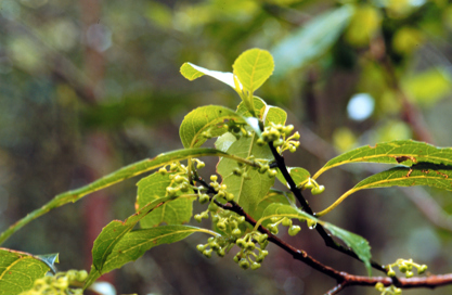 Austral Mulberry tree growing in the Milarri Garden