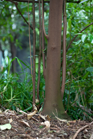 Austral Mulberry tree trunk