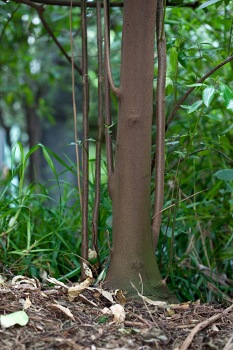 Austral Mulberry tree trunk