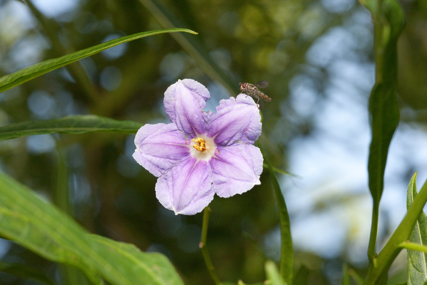 Solanum laciniatum, Kangaroo Apple in Milarri Garden