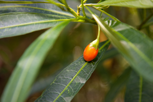 The bright orange fruit of the Solanum aviculare, Kangaroo Apple growing in Milarri Garden
