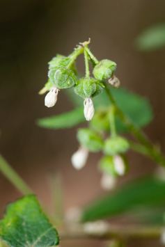 Flowers of Gynatrix pulchella, Hemp Bush in Milarri Garden