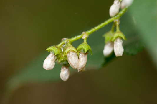 Flowers of Gynatrix pulchella, Hemp Bush in Milarri Garden
