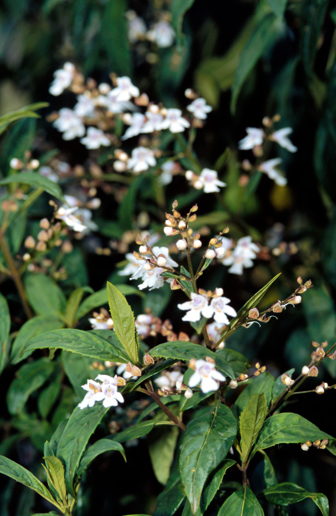 Prostanthera lasianthos, Victorian Christmas Bush growing in Milarri Garden