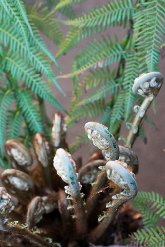 A Soft Tree Fern (Dicksonia antarctica) in Milarri Garden, showing the tightly-curled new fronds emerging from the crown of the plant.