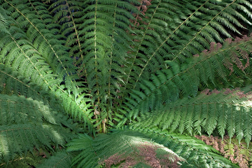 Dicksonia antarctica, Soft Tree Fern in Milarri Garden