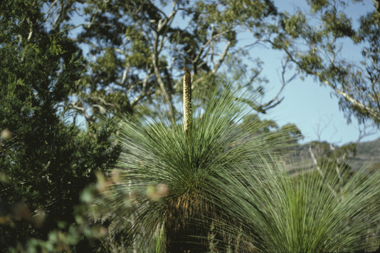 A wild, flowering Southern Grasstree