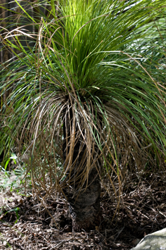 Xanthorrhoea australis, Southern Grasstree in Milarri Garden