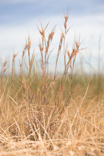 Kangaroo Grass growing wild in Victorian grassland
