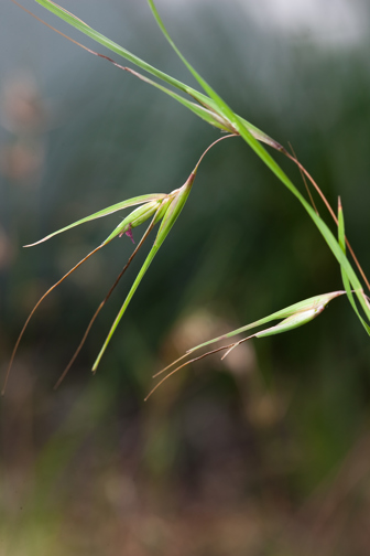 A young green Kangaroo Grass seedhead