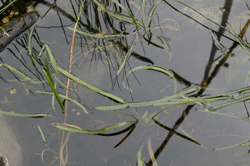 Water Ribbons, Triglochin procera