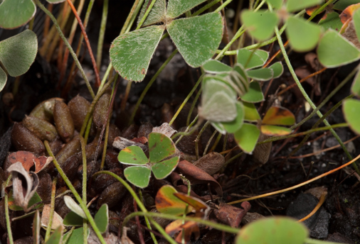 The flesh stems of Common Nardoo (Marsilea drummondii) in Milarri Garden