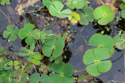Common Nardoo on the water surface