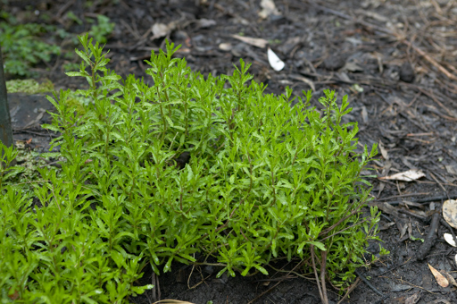 Old Man Weed growing in Milarri Garden