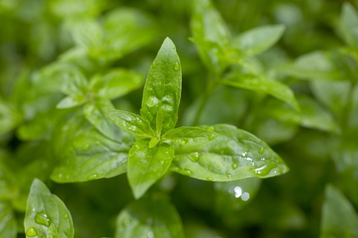 River Mint, Mentha australis