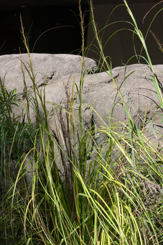 Red-fruited Saw-sedge growing in Milarri Garden