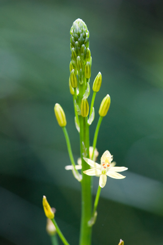 The flower of the Bulbine Lily (Bulbine bulbosa) in Milarri Garden
